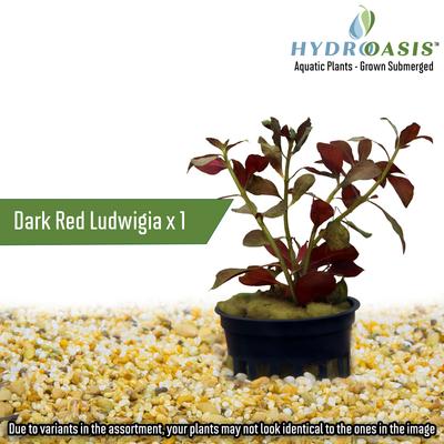 Show full view: HydrOasis Aquatic Plant 55 Gallon Bundle Fish Plant slide 6 of 9