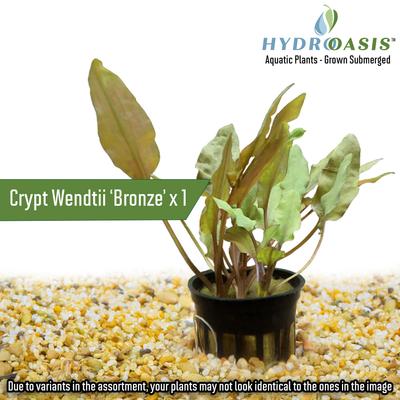 Show full view: HydrOasis Aquatic Plant 55 Gallon Bundle Fish Plant slide 7 of 9