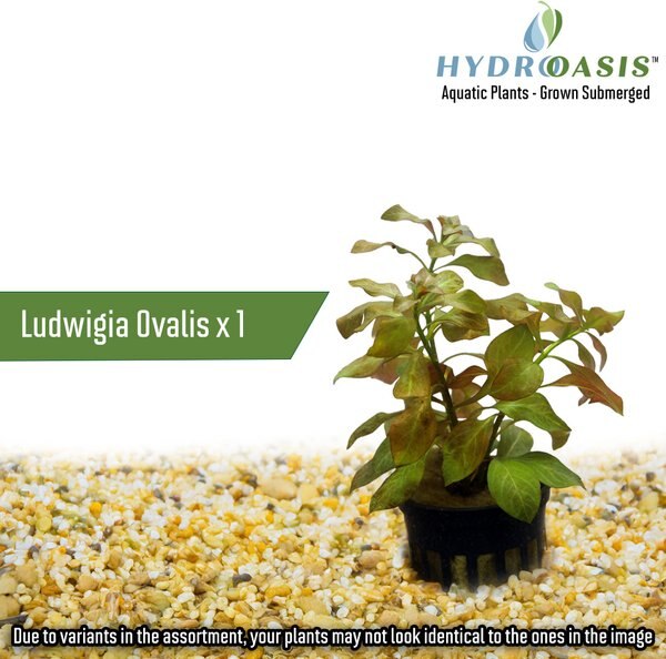 HydrOasis Guava Leaves Fish Plant