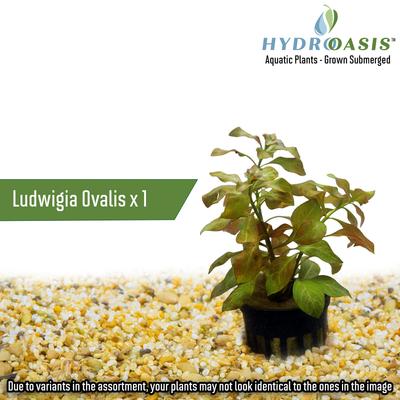 Show full view: HydrOasis Aquatic Plant 55 Gallon Bundle Fish Plant slide 4 of 9