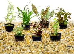 HydrOasis Aquatic Plant 55 Gallon Bundle Fish Plant