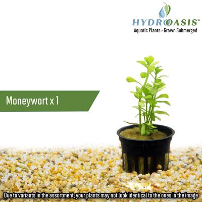 Show full view: HydrOasis Aquatic Plant 29 Gallon Bundle Fish Plant slide 4 of 7