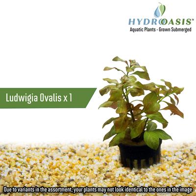 Show full view: HydrOasis Aquatic Plant 29 Gallon Bundle Fish Plant slide 3 of 7