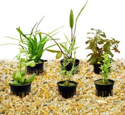 HydrOasis Aquatic Plant 29 Gallon Bundle Fish Plant