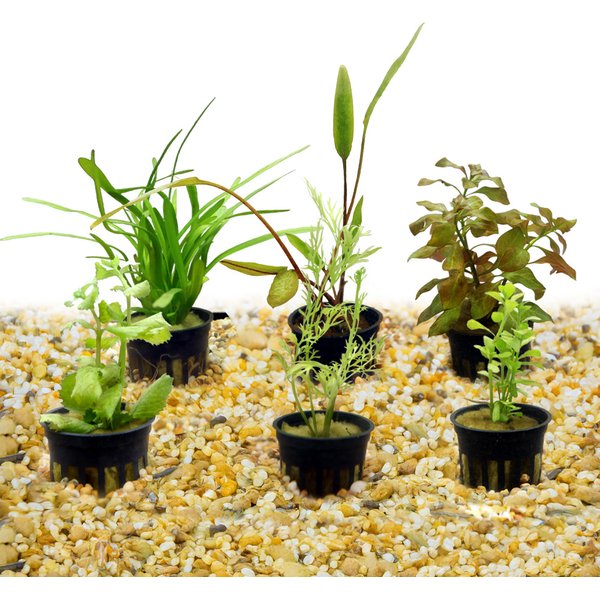 HydrOasis Aquatic Plant 29 Gallon Bundle Fish Plant