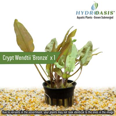 Show full view: HydrOasis Aquatic Plant 20 Gallon Bundle Fish Plant slide 5 of 7