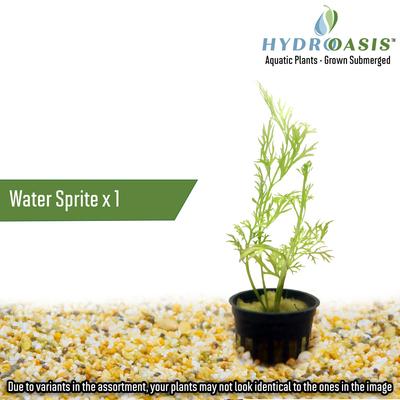 Show full view: HydrOasis Aquatic Plant 20 Gallon Bundle Fish Plant slide 4 of 7