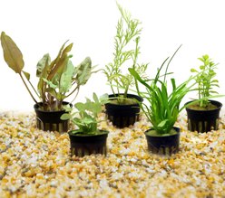 HydrOasis Aquatic Plant 20 Gallon Bundle Fish Plant