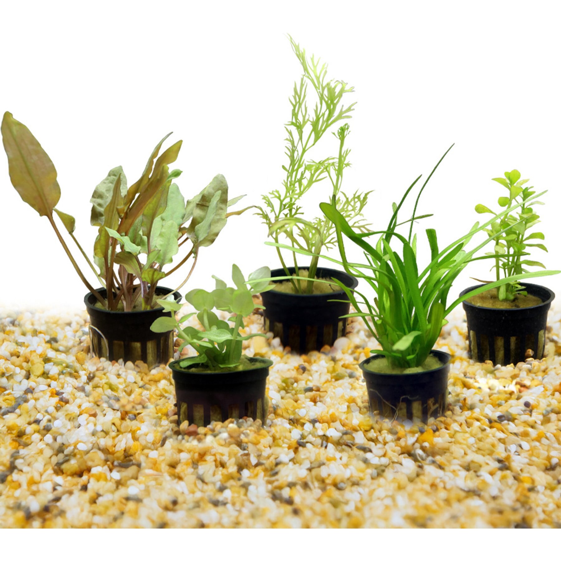 HydrOasis Live Aquatic Plant 20 Gallon Bundle