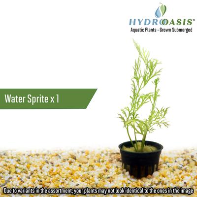 Show full view: HydrOasis Aquatic Plant 10 Gallon Bundle Fish Plant slide 2 of 5