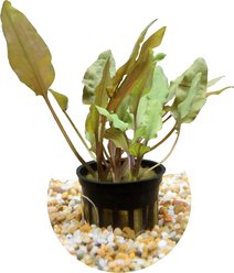 HydrOasis Crypt Wendtii 'Bronze' Submerged Potted Reg Fish Plant