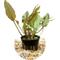 Show in main carousel: HydrOasis Crypt Wendtii 'Bronze' Submerged Potted Reg Fish Plant slide 1 of 3