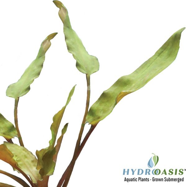 HydrOasis Crypt Wendtii 'Red' Submerged Potted Reg Fish Plant