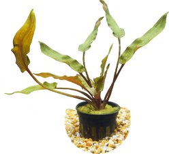 HydrOasis Crypt Wendtii 'Red' Submerged Potted Reg Fish Plant