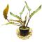 Show in main carousel: HydrOasis Crypt Wendtii 'Red' Submerged Potted Reg Fish Plant slide 1 of 4