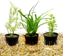 HydrOasis Aquatic Plant Betta Bundle Fish Plant