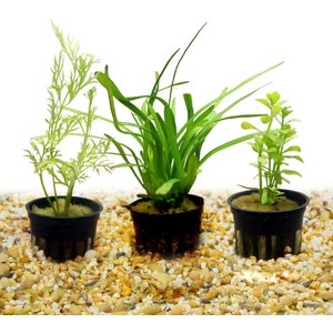 HydrOasis Live Aquatic Plant Bundle