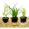 Show in main carousel: HydrOasis Aquatic Plant Betta Bundle Fish Plant slide 1 of 5