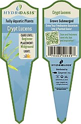 HydrOasis Crypt Lucens Submerged Potted Reg Fish Plant slide 2 of 3