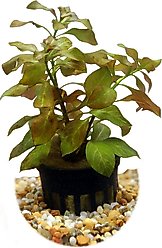 HydrOasis Ludwigia Ovalis Submerged Potted Reg Fish Plant
