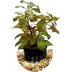 HydrOasis Ludwigia Ovalis Submerged Potted Reg Fish Plant