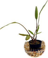 HydrOasis Crypt Lucens Submerged Potted Reg Fish Plant