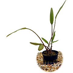 HydrOasis Crypt Lucens Submerged Potted Reg Fish Plant