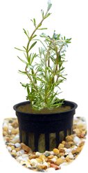 HydrOasis Rotala Wallichii Submerged Potted Reg Fish Plant