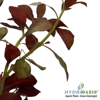 Show full view: HydrOasis Dark Red Ludwigia Submerged Potted Reg Fish Plant, 3 count slide 3 of 5