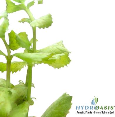 Show full view: HydrOasis Wisteria Submerged Potted Reg Fish Plant slide 2 of 4