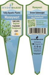 HydrOasis Moneywort Submerged Potted Reg Fish Plant slide 2 of 3