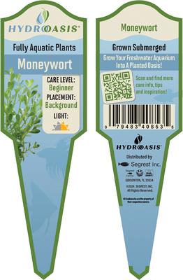 Show full view: HydrOasis Moneywort Submerged Potted Reg Fish Plant, 3 count slide 4 of 5