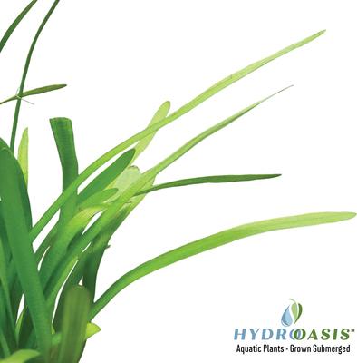 Show full view: HydrOasis Crypt Wendtii Bronze Submerged Potted Reg Fish Plant, 3 count slide 3 of 4