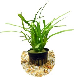 HydrOasis Dwarf Sagittaria Submerged Potted Reg Fish Plant