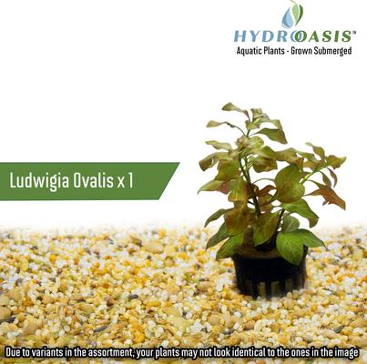 Show full view: HydrOasis Aquatic Plant Large Bundle Fish Plant slide 5 of 9