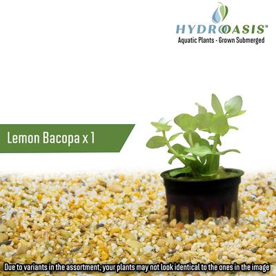 Show full view: HydrOasis Aquatic Plant Large Bundle Fish Plant slide 2 of 9