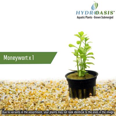 Show full view: HydrOasis Aquatic Plant 55 Gallon Bundle Fish Plant slide 3 of 9