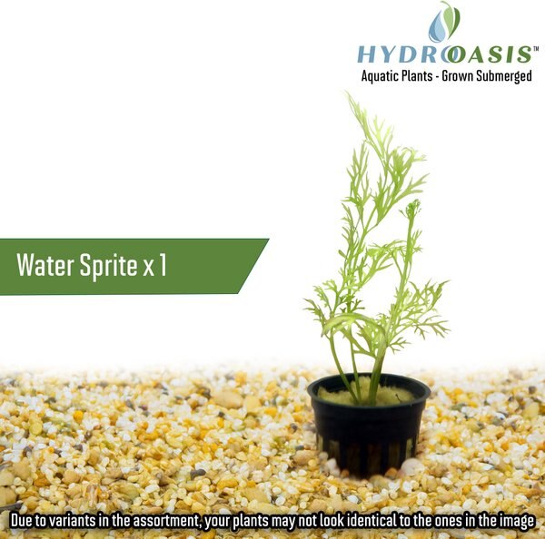 HydrOasis Aquatic Plant 55 Gallon Bundle Fish Plant
