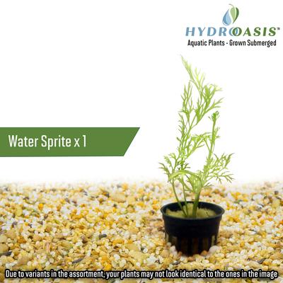 Show full view: HydrOasis Aquatic Plant Starter Bundle Fish Plant slide 4 of 5