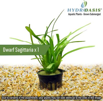 Show full view: HydrOasis Aquatic Plant Starter Bundle Fish Plant slide 3 of 5