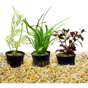 HydrOasis Aquatic Plant Starter Bundle Fish Plant