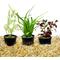 Show in main carousel: HydrOasis Aquatic Plant Starter Bundle Fish Plant slide 1 of 5