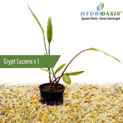 Show full view: HydrOasis Aquatic Plant 29 Gallon Bundle Fish Plant slide 7 of 7