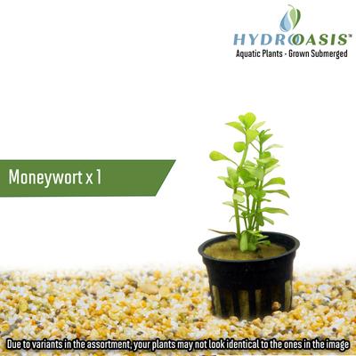 Show full view: HydrOasis Aquatic Plant 20 Gallon Bundle Fish Plant slide 3 of 7