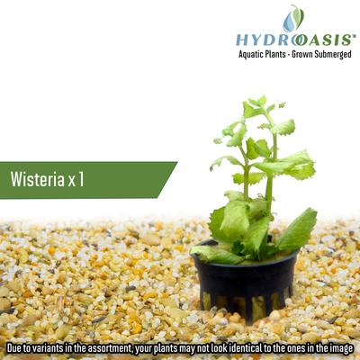 Show full view: HydrOasis Aquatic Plant 29 Gallon Bundle Fish Plant slide 2 of 7