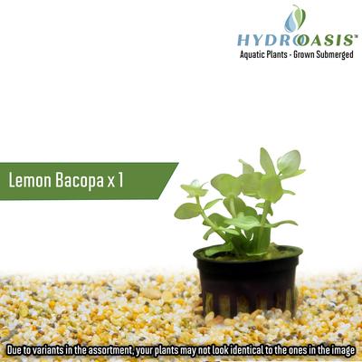 Show full view: HydrOasis Aquatic Plant 20 Gallon Bundle Fish Plant slide 2 of 7