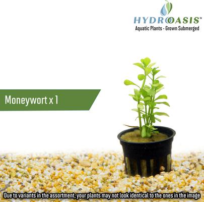 Show full view: HydrOasis Aquatic Plant 10 Gallon Bundle Fish Plant slide 3 of 5