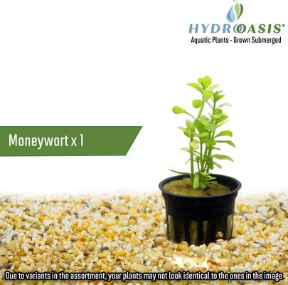 Show full view: HydrOasis Aquatic Plant Betta Bundle Fish Plant slide 3 of 5