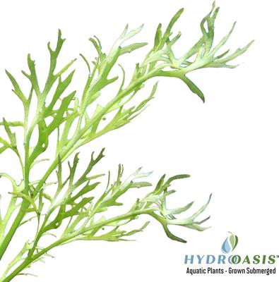 Show full view: HydrOasis Water Sprite Submerged Potted Reg Fish Plant, 3 count slide 3 of 5