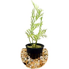 HydrOasis Water Sprite Submerged Potted Reg Fish Plant
